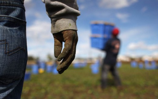 WELLINGTON, CO - OCTOBER 11:  Mexican migrant workers harvest organic spinach at Grant Family Farms on October 11, 2011 in Wellington, Colorado. Although demand for the farm's organic produce is high, Andy Grant said that his migrant labor force, mostly from Mexico, is sharply down this year and that he'll be unable to harvest up to a third of his fall crops, leaving vegetables in the fields to rot. He said that stricter U.S. immigration policies nationwide have created a "climate of fear" in the immigrant community and many workers have either gone back to Mexico or have been deported. Although Grant requires proof of legal immigration status from his employees, undocumented migrant workers frequently obtain falsified permits in order to work throughout the U.S. Many farmers nationwide say they have found it nearly impossible to hire American citizens for labor-intensive seasonal farm work.  (Photo by John Moore/Getty Images)