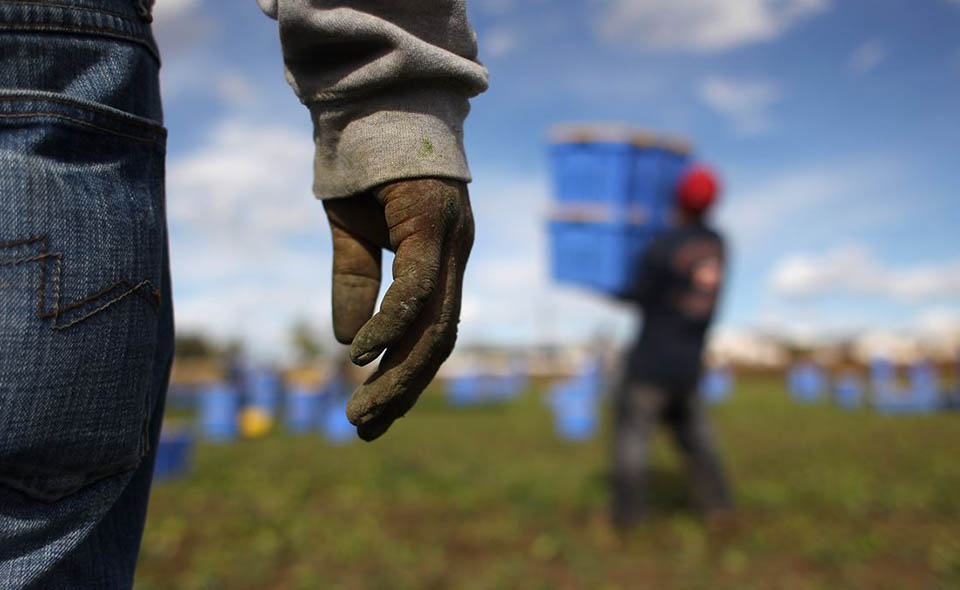 WELLINGTON, CO - OCTOBER 11:  Mexican migrant workers harvest organic spinach at Grant Family Farms on October 11, 2011 in Wellington, Colorado. Although demand for the farm's organic produce is high, Andy Grant said that his migrant labor force, mostly from Mexico, is sharply down this year and that he'll be unable to harvest up to a third of his fall crops, leaving vegetables in the fields to rot. He said that stricter U.S. immigration policies nationwide have created a "climate of fear" in the immigrant community and many workers have either gone back to Mexico or have been deported. Although Grant requires proof of legal immigration status from his employees, undocumented migrant workers frequently obtain falsified permits in order to work throughout the U.S. Many farmers nationwide say they have found it nearly impossible to hire American citizens for labor-intensive seasonal farm work.  (Photo by John Moore/Getty Images)