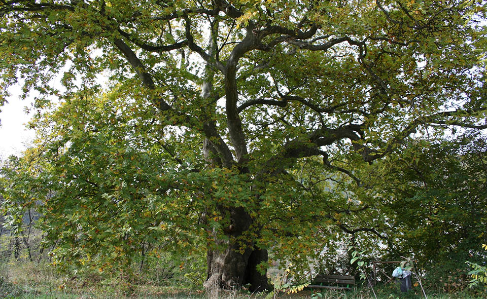 albero della vita