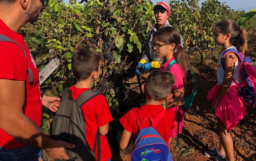 Vendemmia_Solidale_Brindisi11