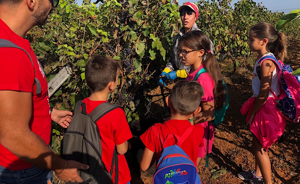 Vendemmia_Solidale_Brindisi11